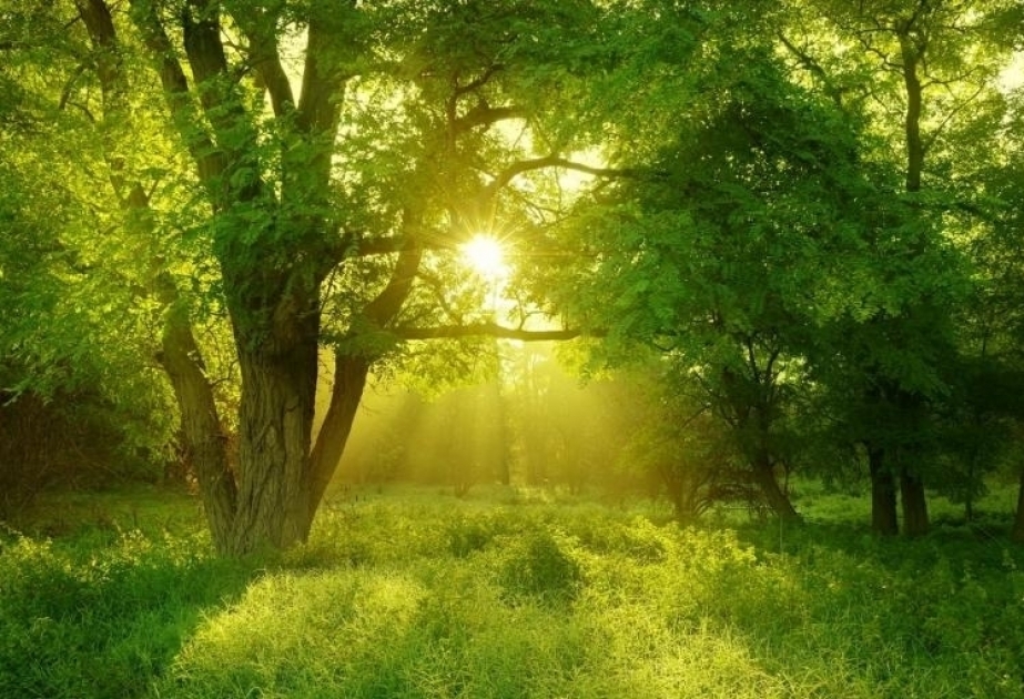 Los biólogos descubren el inesperado papel de los bosques en el cambio climático