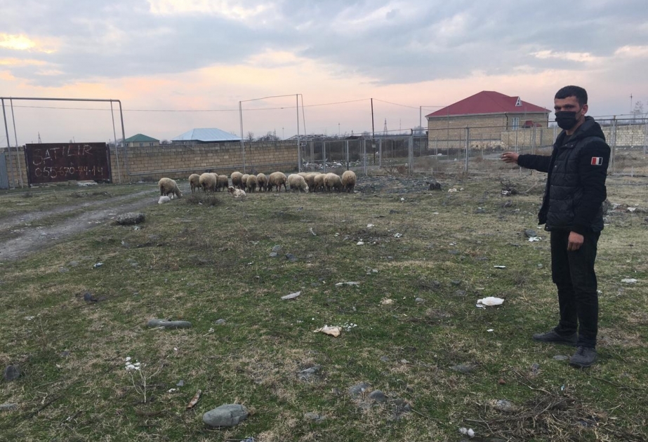 Zaqatalada 22 baş qoyun oğurlayan şəxslər saxlanılıblar