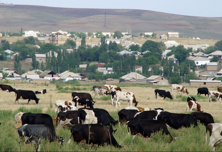 Страны Центральной Азии развивают безвредное для климата животноводство