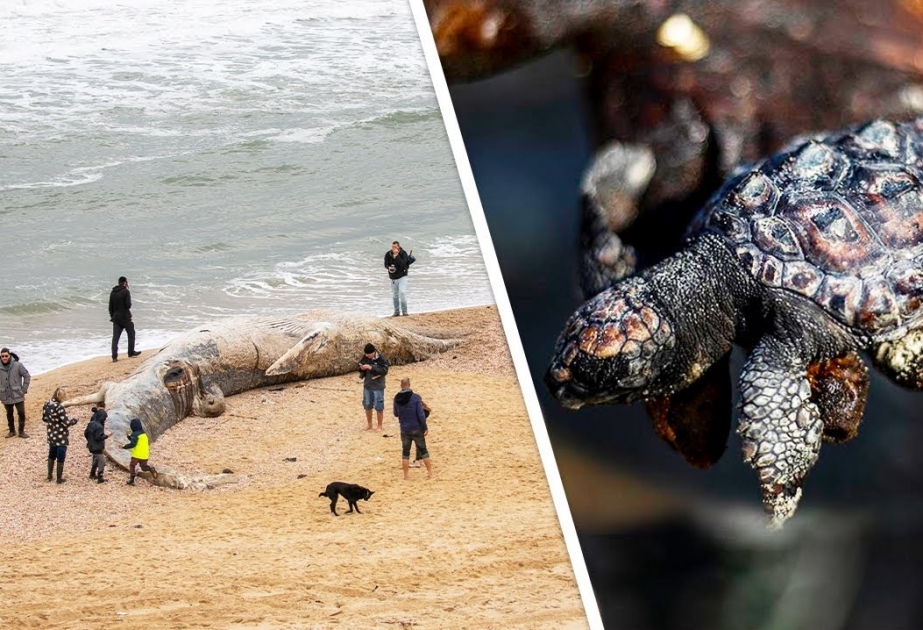Крупнейшая экологическая катастрофа в Израиле: десятки тонн мазута изуродовали средиземноморский берег