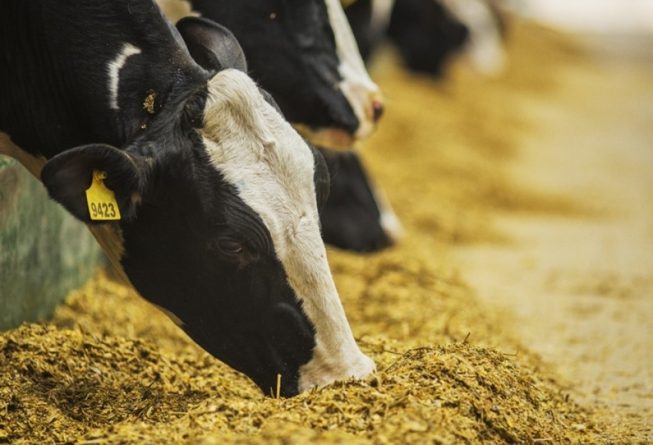 Azerbaiyán establece un sistema de identificación y registro de animales