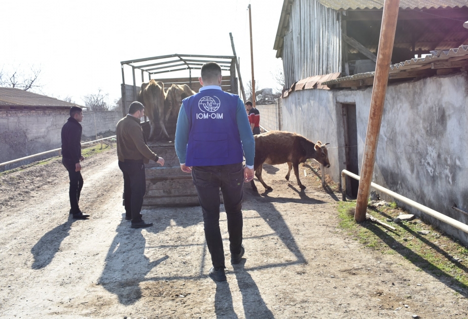 Beynəlxalq Miqrasiya Təşkilatı könüllü olaraq mənşə ölkəsinə qayıdan Azərbaycan vətəndaşlarına reinteqrasiya yardımı göstərir