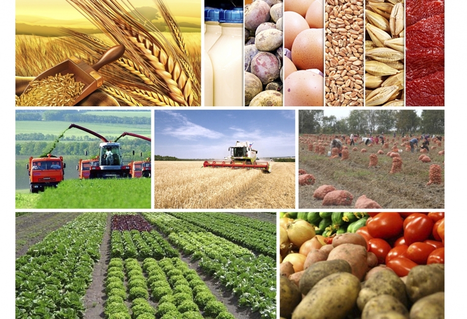 Produktion landwirtschaftlicher Erzeugnisse um 2,3 Prozent gewachsen
