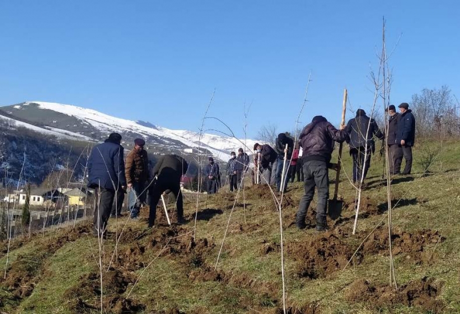 Yardımlıda Xocalı soyqırımının 29-cu ildönümü ilə əlaqədar ağacəkmə aksiyası keçirilib
