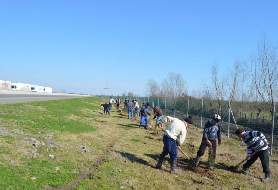 Astarada və Lerikdə Xocalı soyqırımı qurbanlarının xatirəsinə 613 ağac əkilib