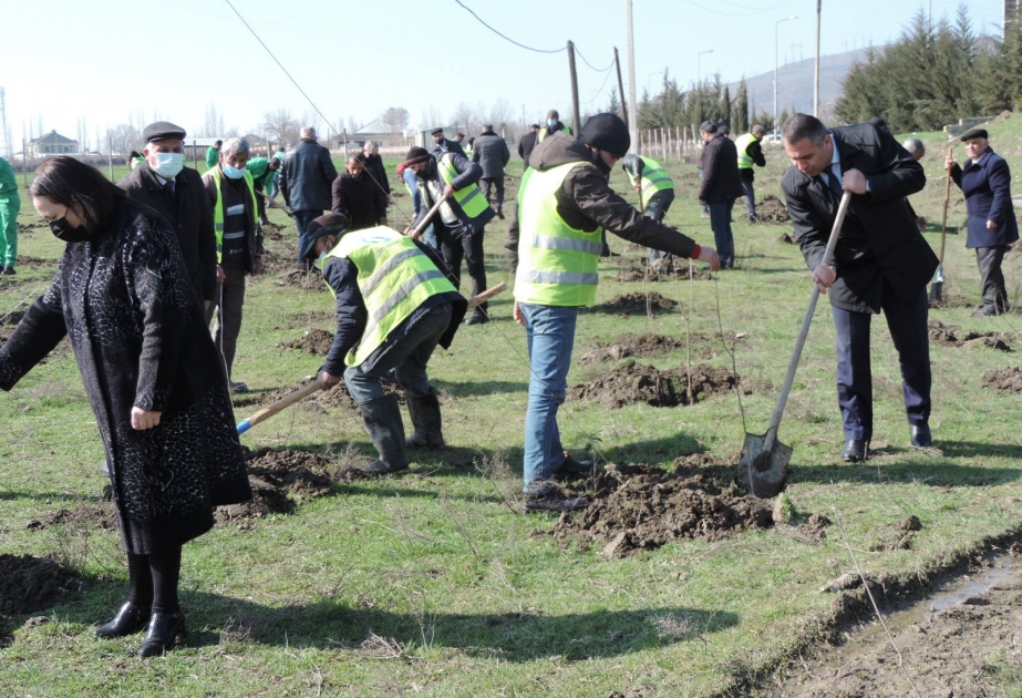Ağsuda ağacəkmə aksiyası keçirilib