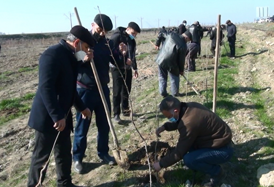 Sabirabadda Xocalı faciəsi qurbanlarının xatirəsinə 613 ağac əkilib