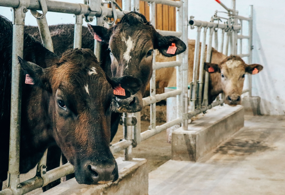 La FAO define una estrategia para un sector ganadero sano y productivo en Europa y Asia Central