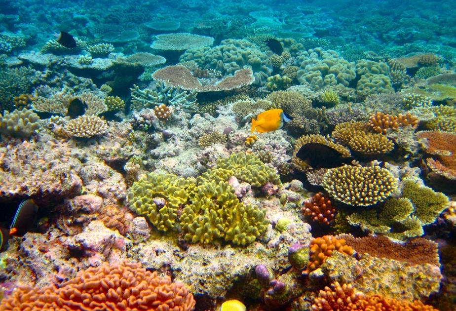В Тихом океане насчитали 500 миллиардов кораллов