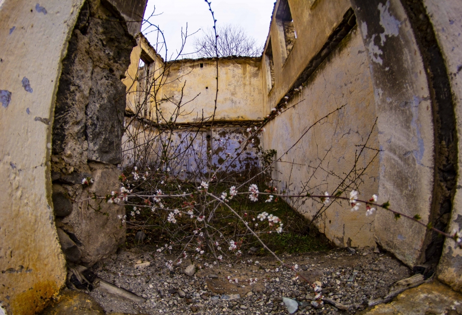El árbol frutal que creció entre las ruinas en Gubadli florece en invierno - Estas tierras esperan a sus verdaderos dueños