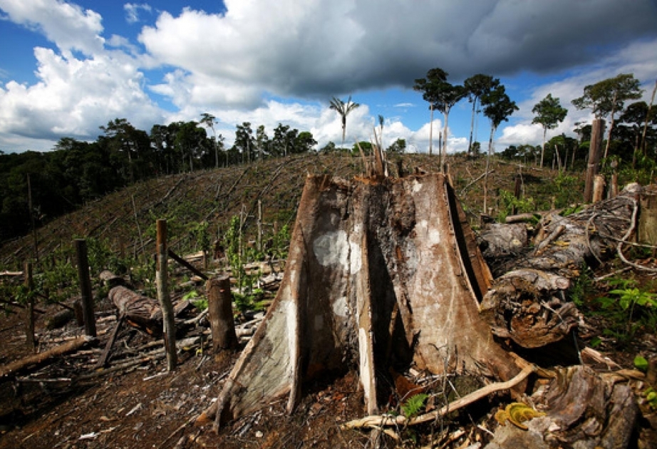 António Guterres: “En los últimos 30 años se han perdido 420 millones de hectáreas de bosque”