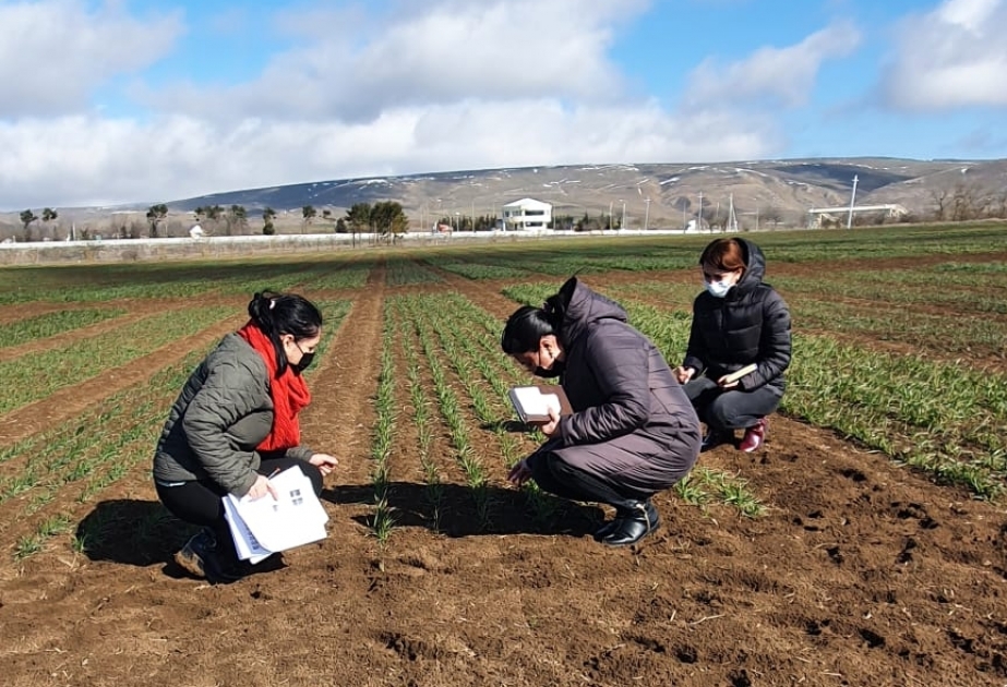 Molekulyar Biologiya və Biotexnologiyalar İnstitutunun əməkdaşları yumşaq buğda pitomniklərində monitorinq aparıblar
