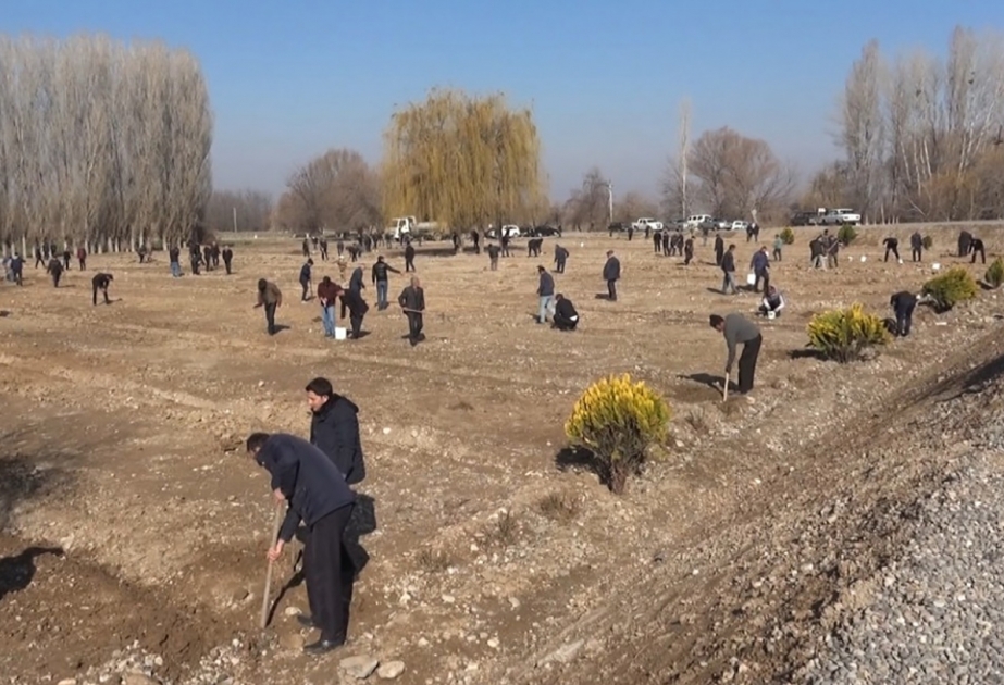 Şərur rayonunda yeni meyvə bağı salınıb