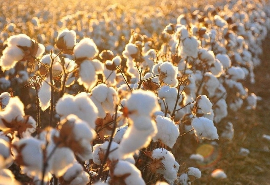 乌兹别克斯坦棉花生产量排名世界第六
