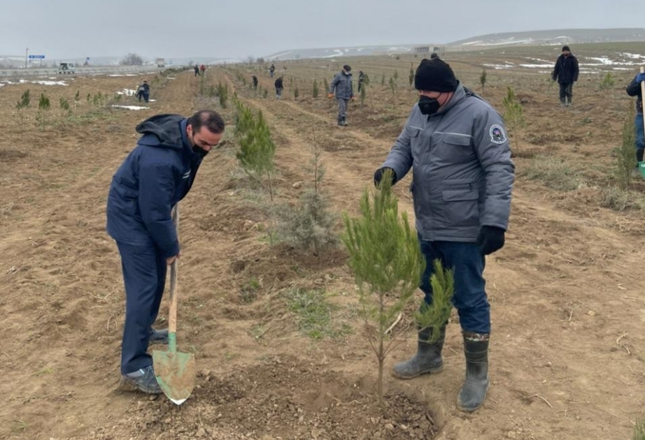 Широкомасштабная весенняя кампания посадка деревьев по всей стране продолжается