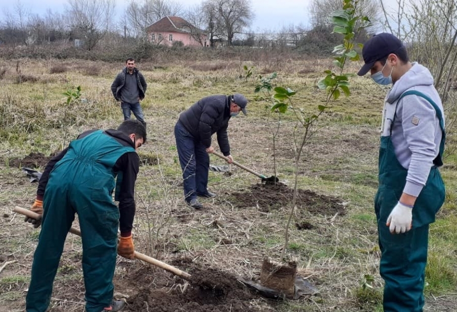 Lənkəranda şəhid ailələrinin və qazinin həyətyanı torpaq sahələrində limon ağacları əkilib
