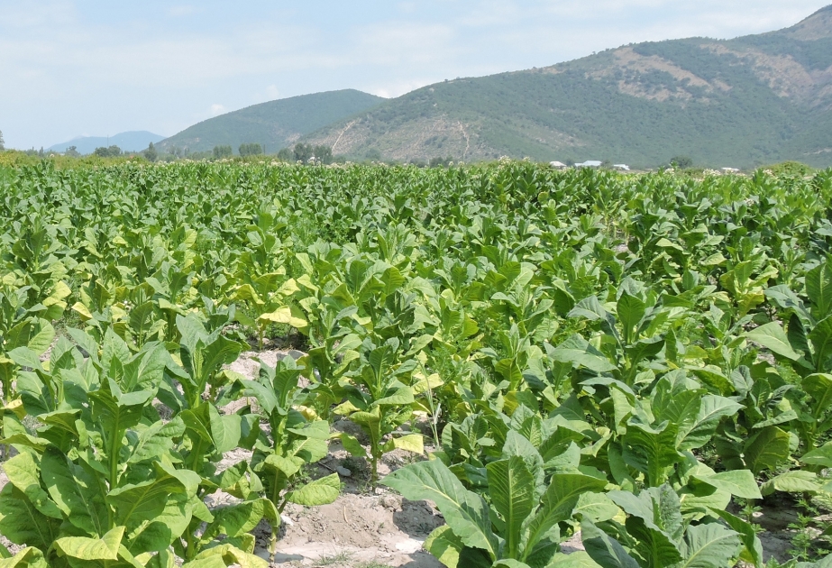 Oğuzda tütün əkini ilə əlaqədar indiyədək 31 fermerlə müqavilə bağlanılıb