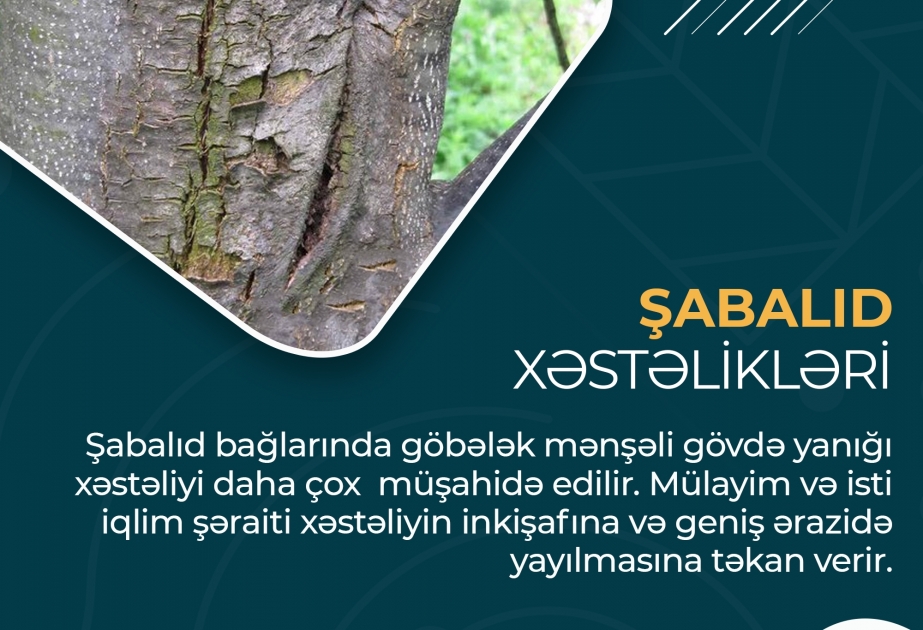 Şabalıd xəstəlikləri