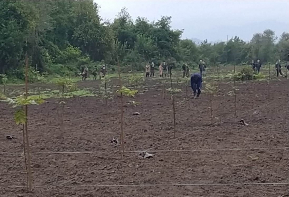 За последние три дня в стране высажено более 40 тысяч деревьев различных пород