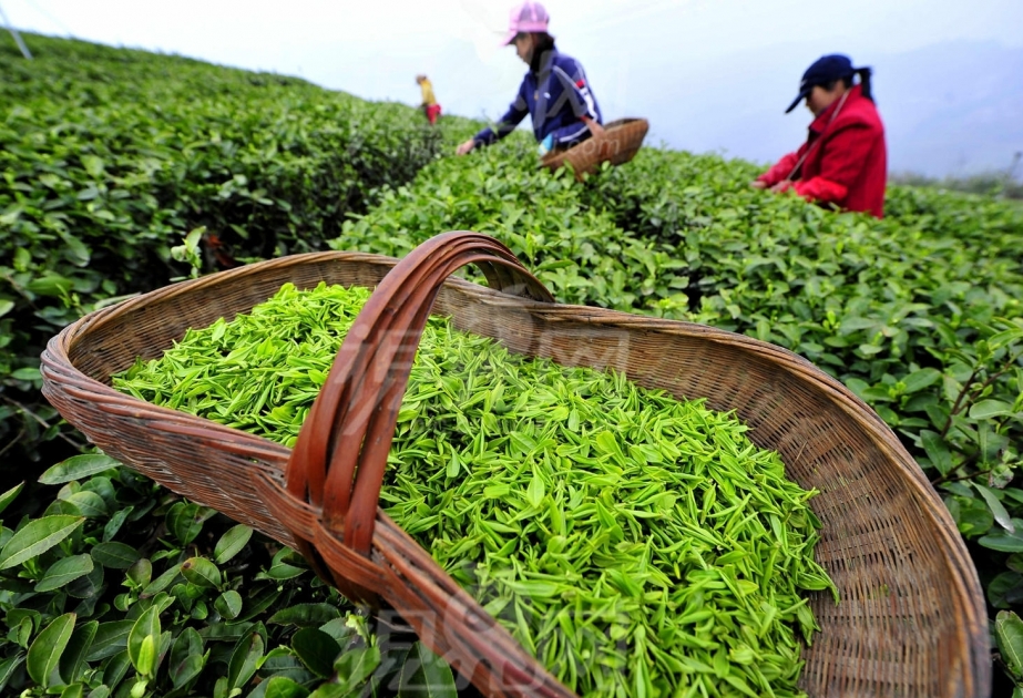 Azerbaiyán reduce significativamente las importaciones de té