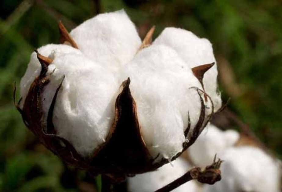 Export von Baumwollgarn- und Fasern steigt weiter
