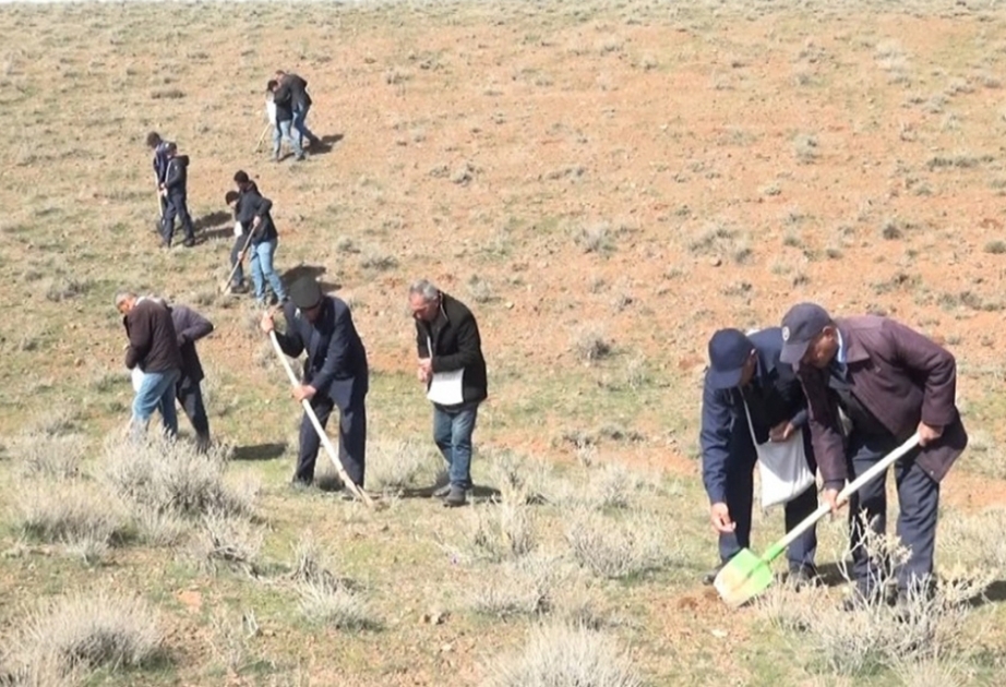 Culfa rayonunda 7 hektar sahədə toxum əkilib