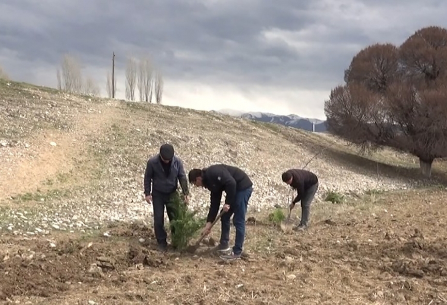 Şərur rayonunda yaşıllaşdırma aksiyası keçirilib