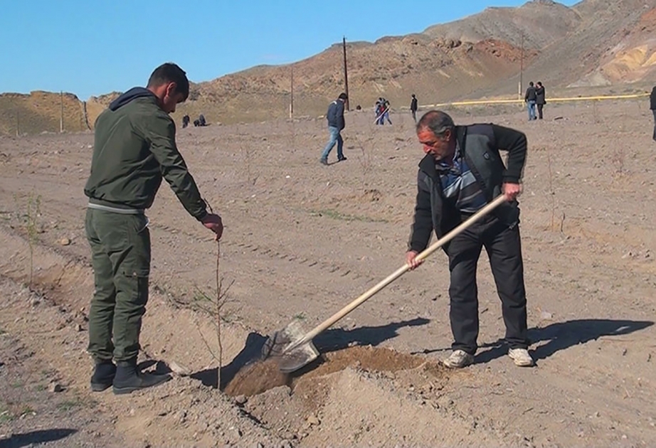 Ordubad rayonunda keçirilən ağacəkmə aksiyasında 1,3 hektar ərazidə 470 ağac əkilib