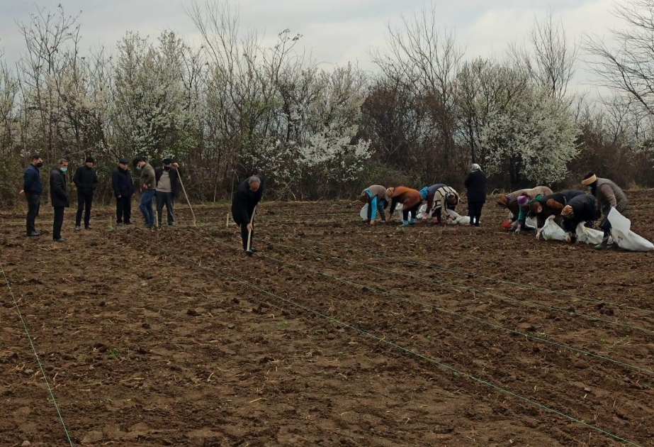 Tərtərdə yem bitkilərinin yerli və introduksiya olunmuş sortlarının nümayiş səpini həyata keçirilib