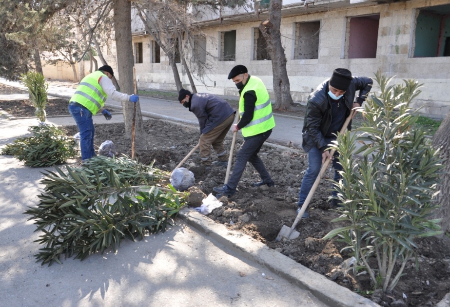 Yevlaxda yeni yaşıllıqlar salınır