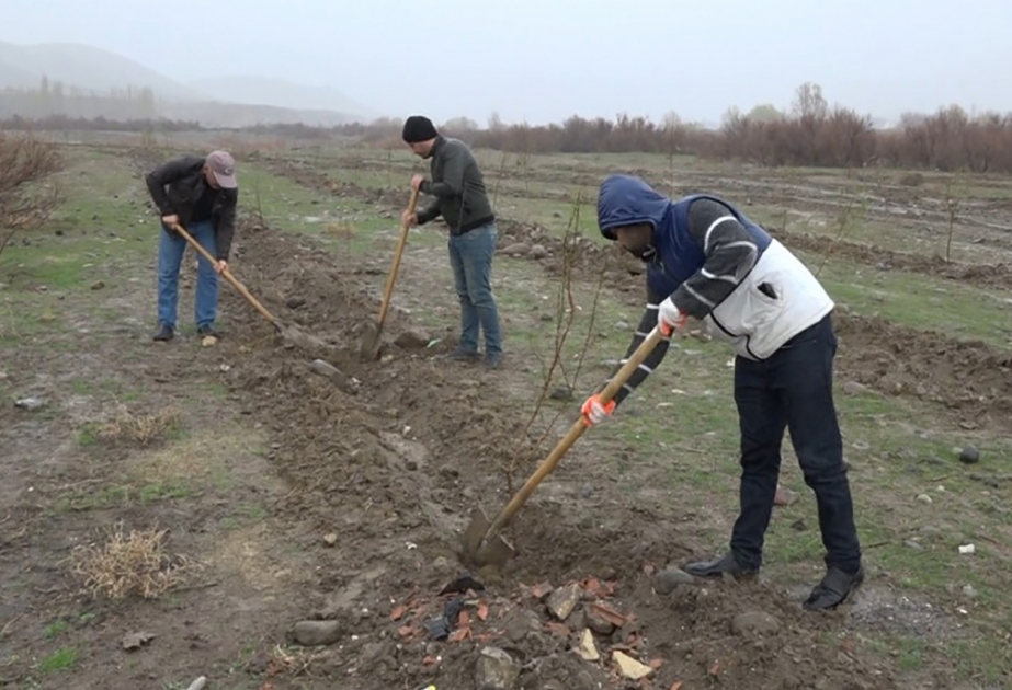 Babək rayonunda yeni badam bağı salınıb