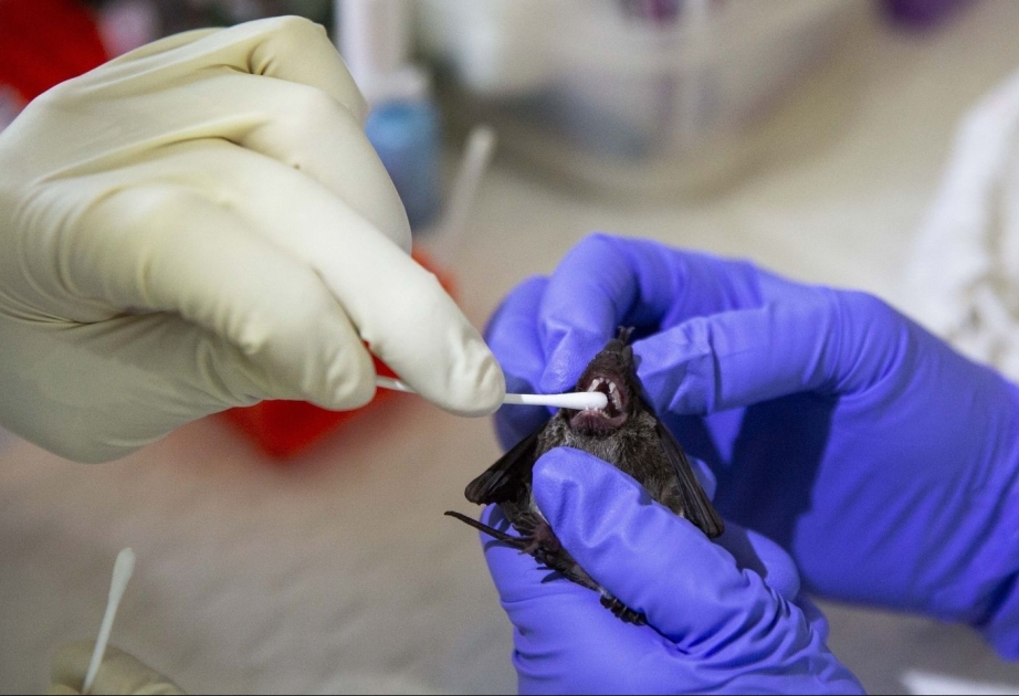 ÜST koronavirus pandemiyasının yaranma səbəbinə dair hesabatını açıqlayıb