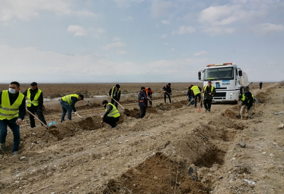 Baramaçılıqda yem bazasının gücləndirilməsi üçün Bakı-Qazax yolunun kənarlarına 20 min tut tingi əkilib