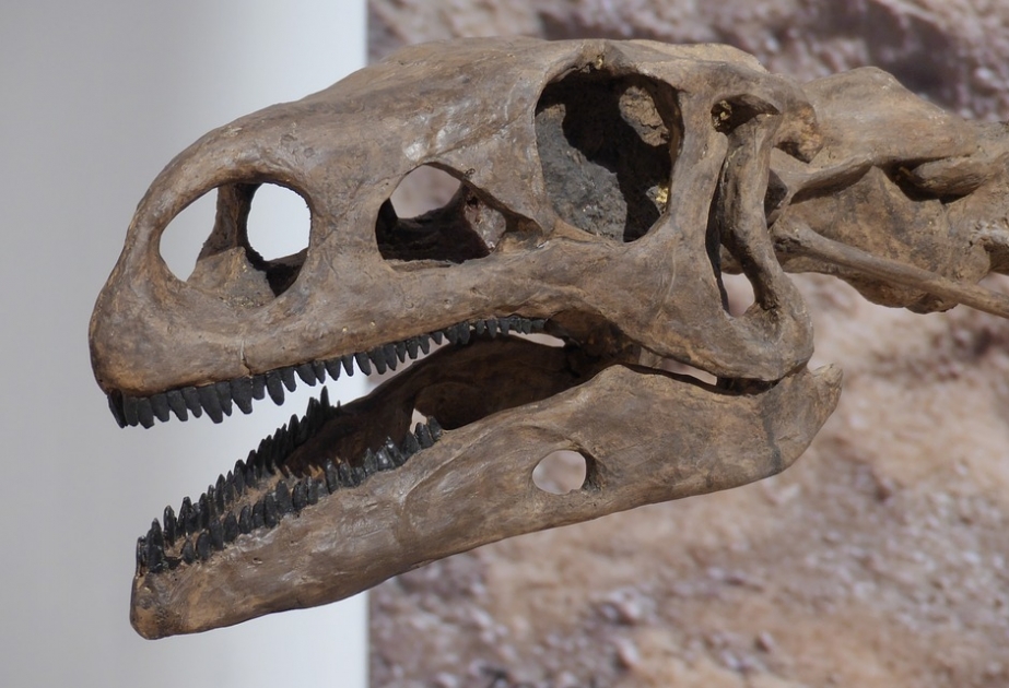 В Аргентине обнаружены останки неизвестного науке вида динозавра