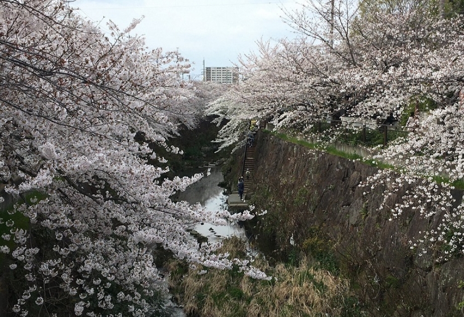 Yaponiyada son 1200 ildə ilk dəfə sakura çiçəklərinin ən tez pik həddinə çatması qeydə alınıb  FOTOREPORTAJ