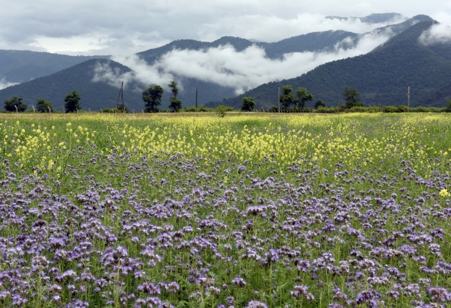 Azerbaijan joins projects implemented under FAO-Turkey Partnership Programme