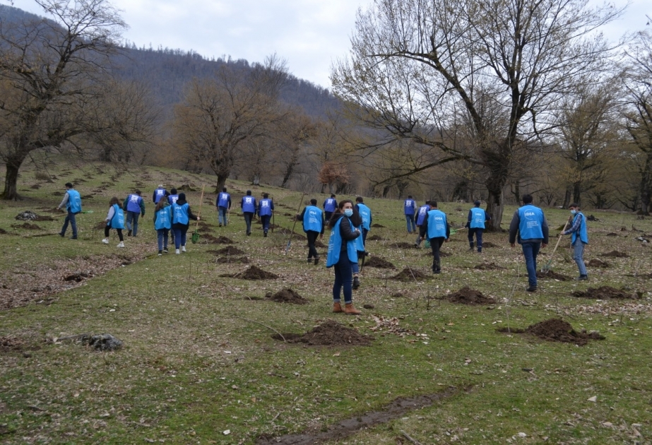 Yaşıllaşdırma marafonu: İsmayıllıda 2000-dən çox ağac əkilib