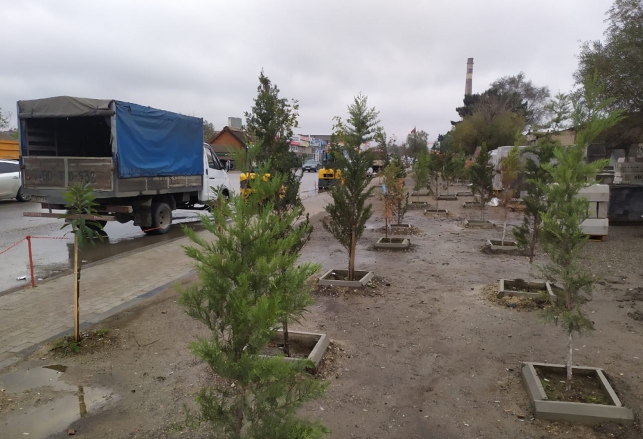 Ağacların məhv edilməsi ilə bağlı toplanmış sənədlər hüquq-mühafizə orqanlarına göndərilib