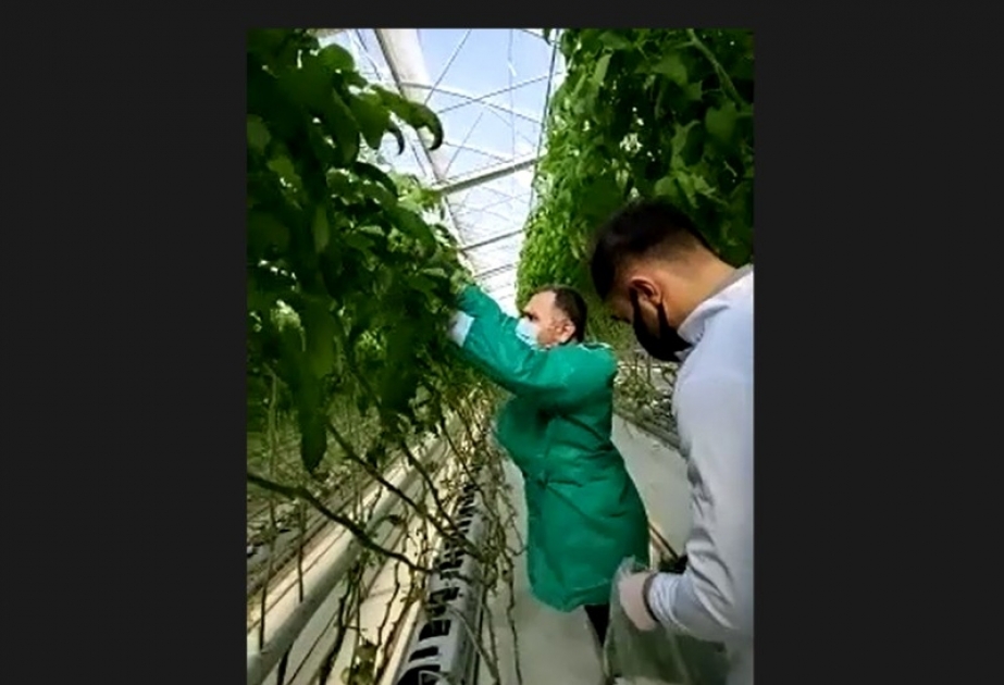 Pomidor yetişdirilən istixanalarda videomonitorinqlər davam edir