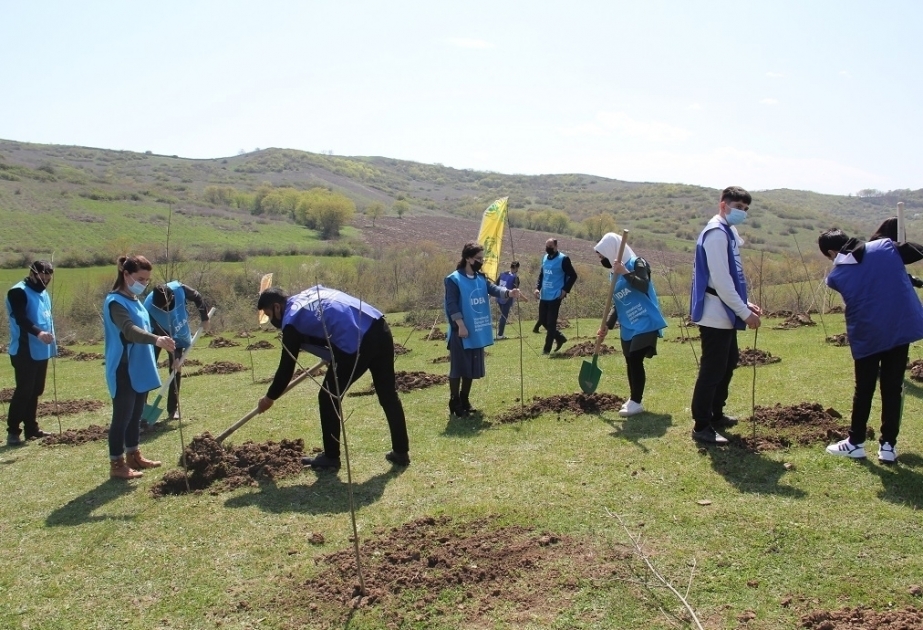 Continúan con éxito las campañas de plantación de árboles en el marco del proyecto "Maratón Verde"