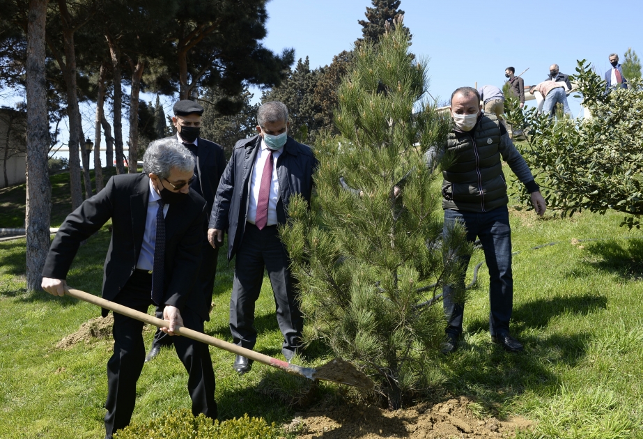 Aprel döyüşlərinin ildönümü münasibətilə YAP Səbail rayon təşkilatının qarşısında ağacəkmə aksiyası keçirilib