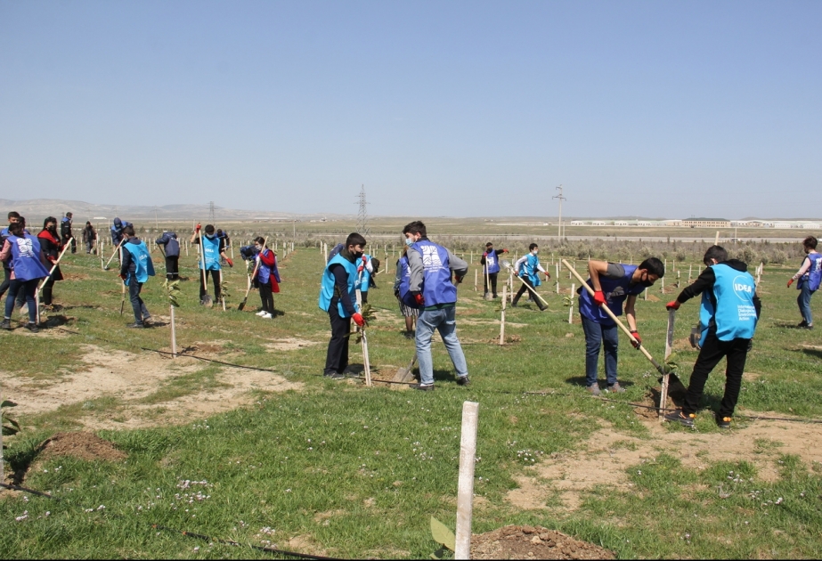 “Yaşıl Marafon” çərçivəsində ağacəkmə aksiyaları davam edir