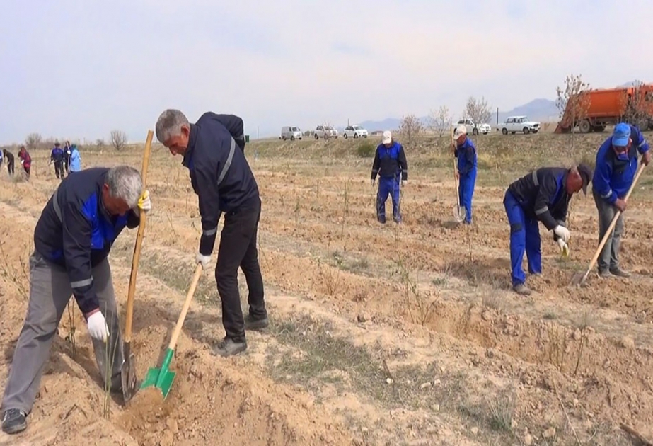 Naxçıvanda qızılgül əkini sahələri genişləndirilir