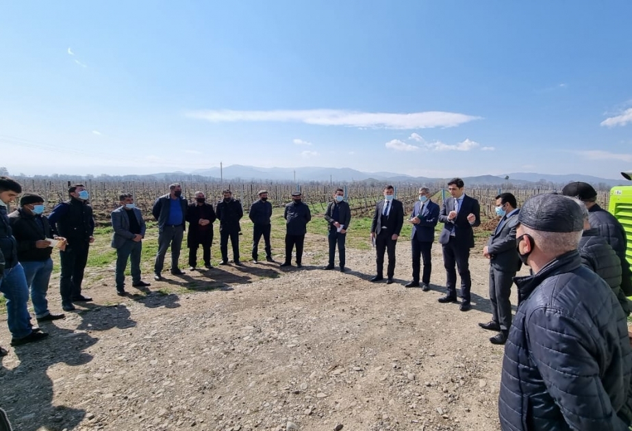 Tovuz, Qazax və Ağstafada aqrar sığorta mexanizmi ilə bağlı görüşlər keçirilib