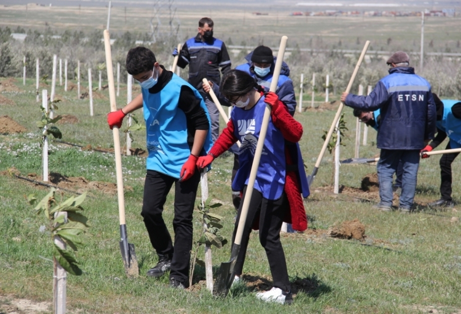 Astaralılar “Yaşıl marafon” ağacəkmə aksiyasına qoşulublar