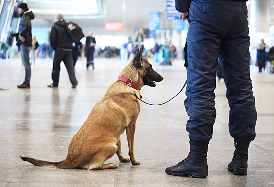 Собаки будут искать инфицированных в аэропорту Мадейры