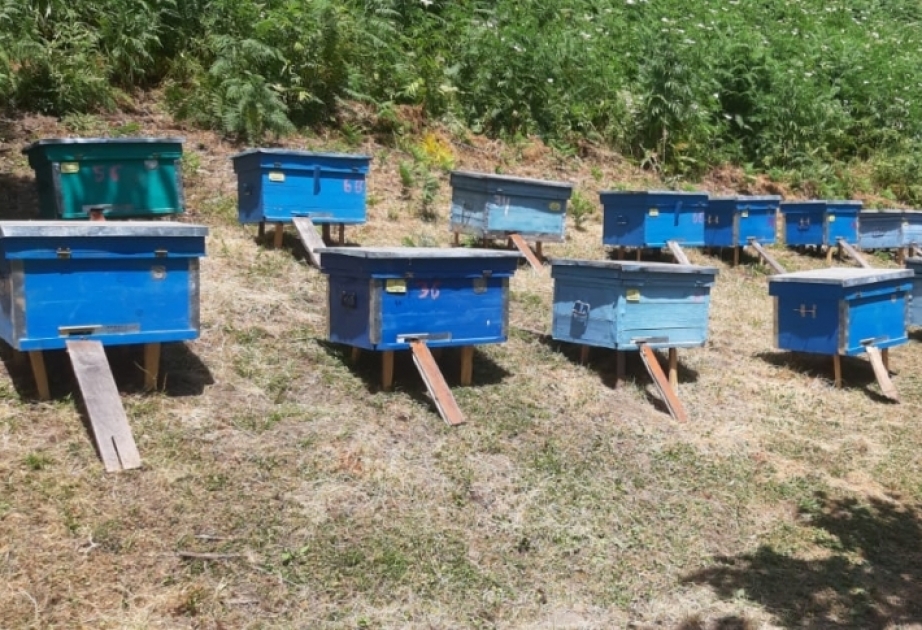 Astarada arı ailələrinin sayı artıb