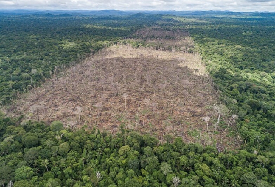 Норвегия потребовала от Бразилии прекратить вырубку тропических лесов