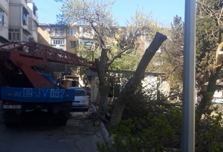 Budama işlərinin təcili dayandırılması məqsədilə Yaşıllaşdırma Təsərrüfatı Birliyinə məcburi göstəriş verilib