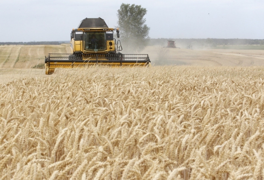 New effort strengthens regional collaboration against wheat rust diseases